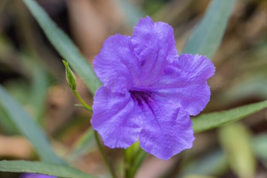 ɫ ruellia squarrosa Ұǣţѿ