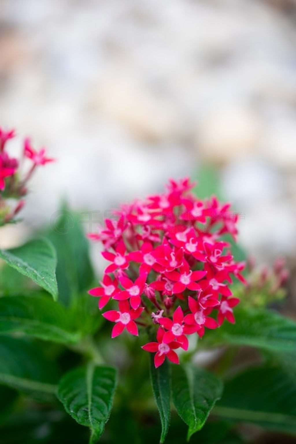 Pentas lanceolata 򰣼Żڻ԰ʢ