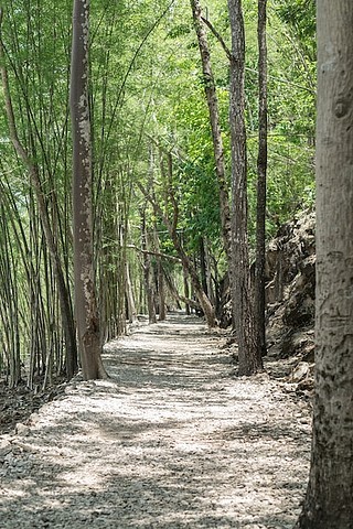 绿芽春枝林涵龙秋千图片