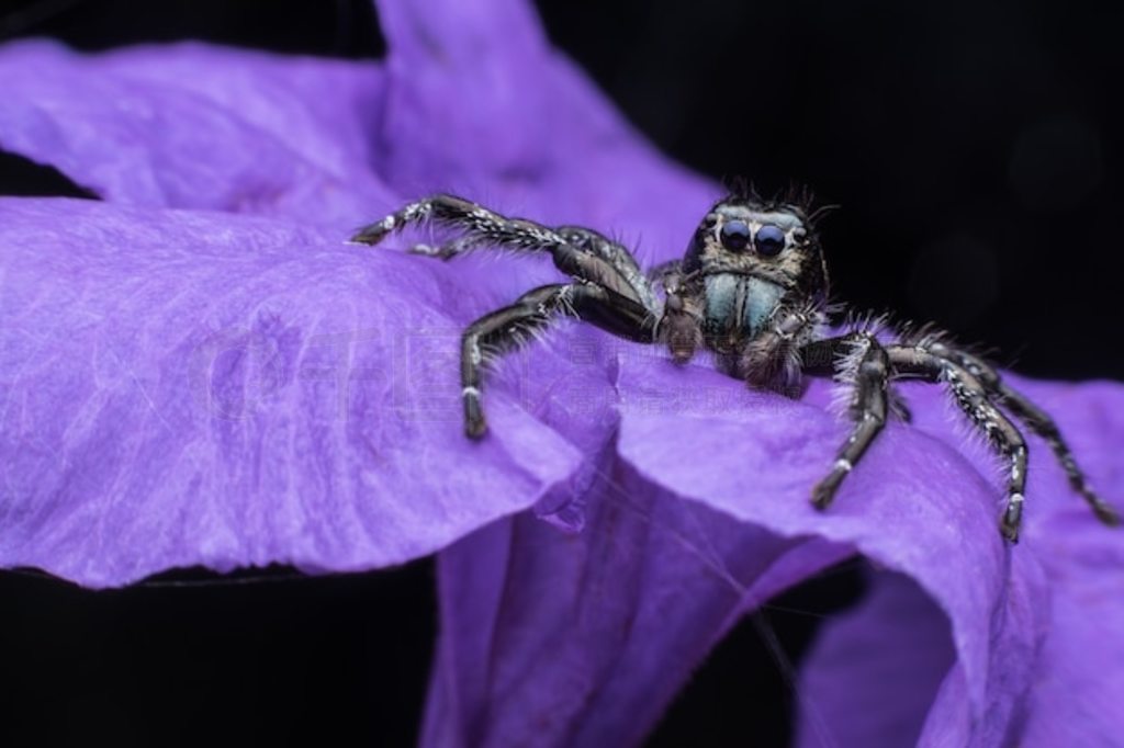 ɫ Ruellia tuberosa  Hyllus diardi д