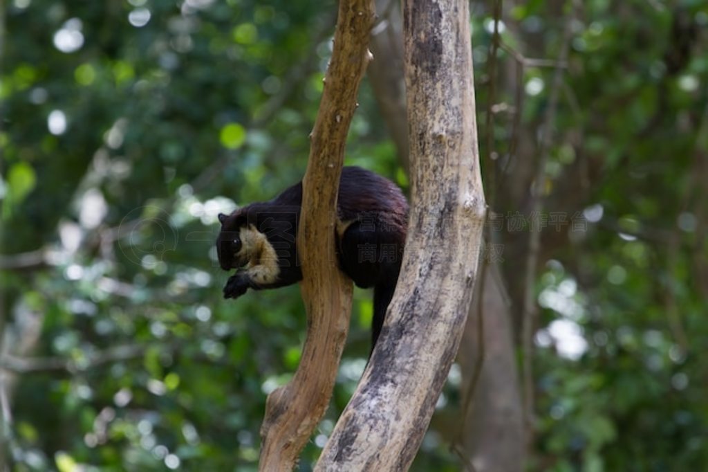 ھRatufa bicolor