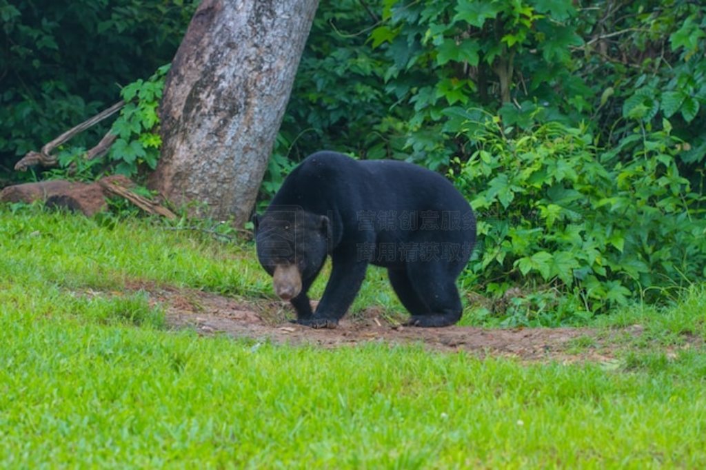 ̫ܡ (Ursus malayanus)