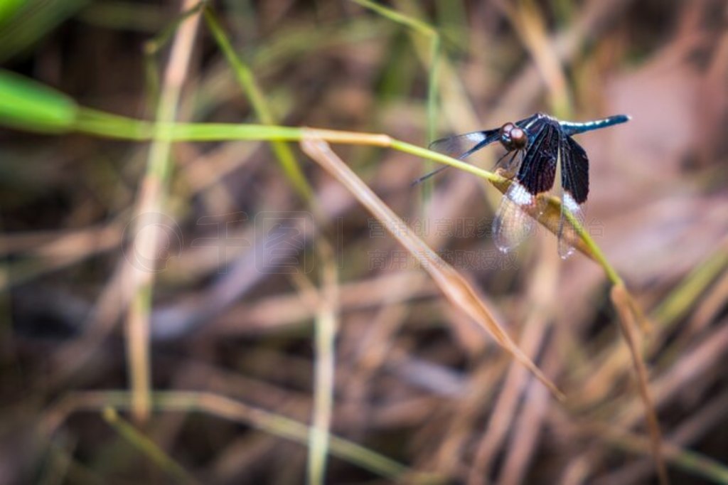 ر Neurothemis tullia̲ϵİߵѡ