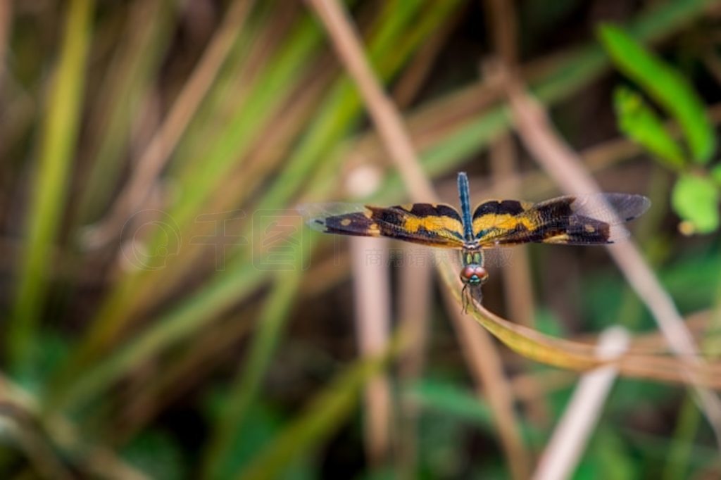 Ryothemis variegataǲݵϵѵһ֡