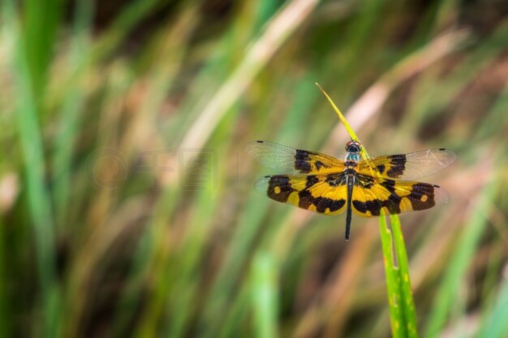 Ryothemis variegataǲݵϵѵһ֡