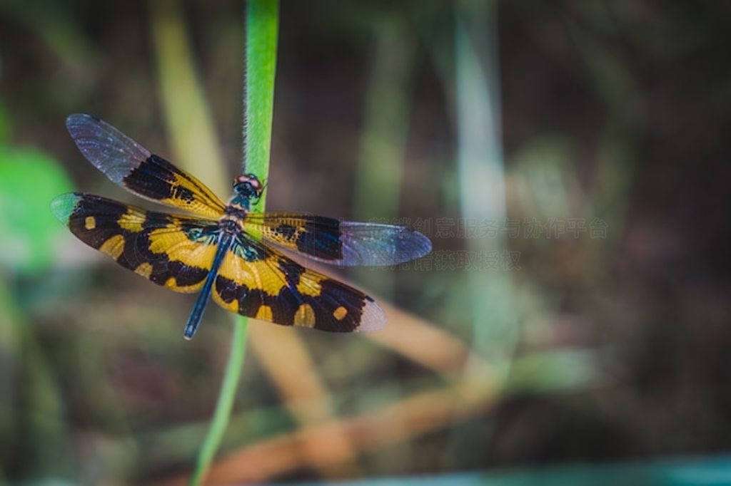 Ryothemis variegataǲݵϵѵһ֡