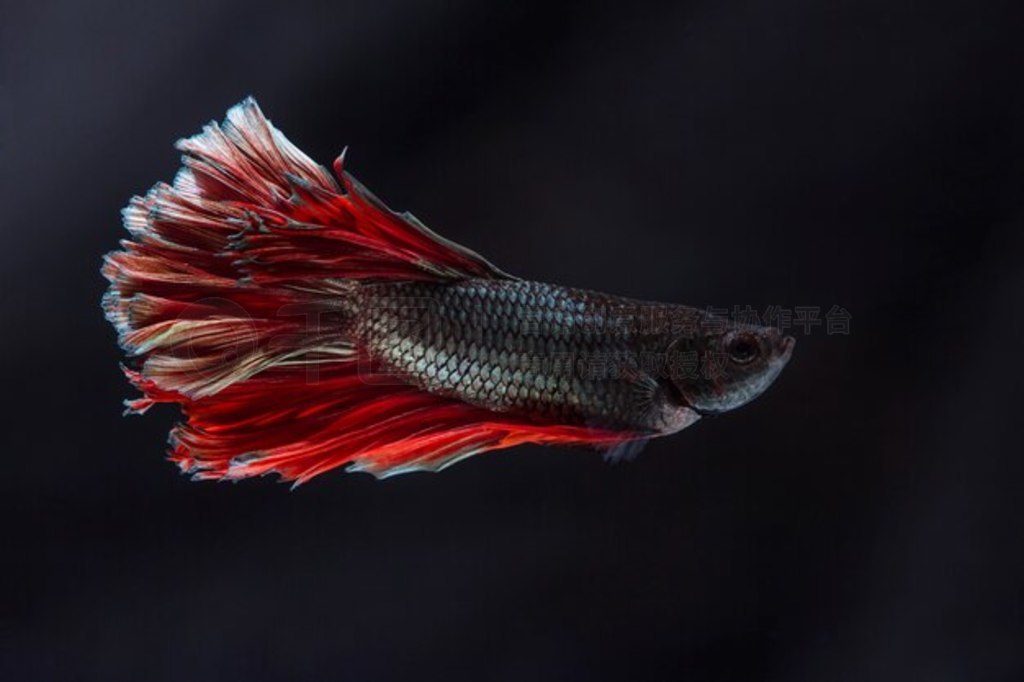  (Betta splendens) 