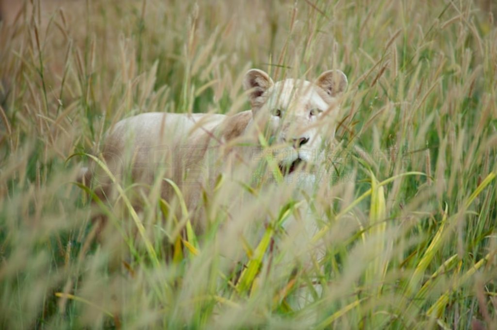 ʨ (Panthera leo) վڲݵ