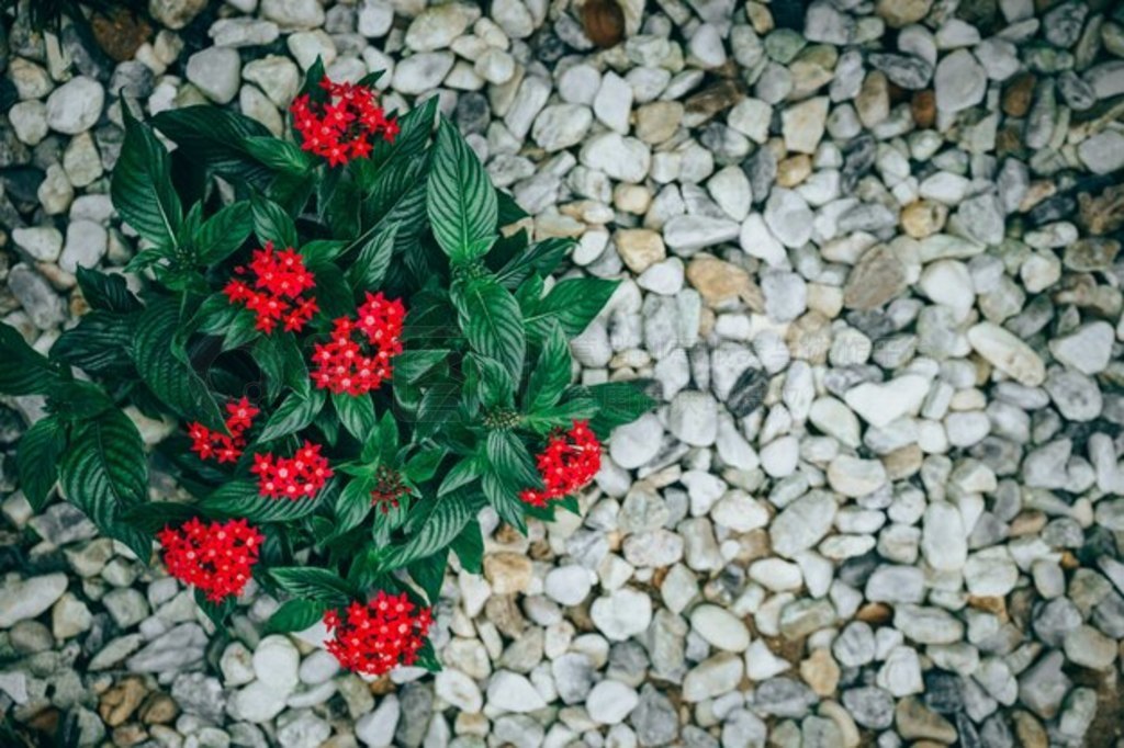 Pentas lanceolata 򰣼Żڻ԰ʢ