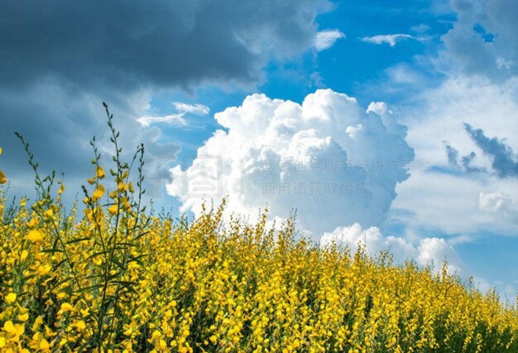 ɫCrotalaria juncea L.졣