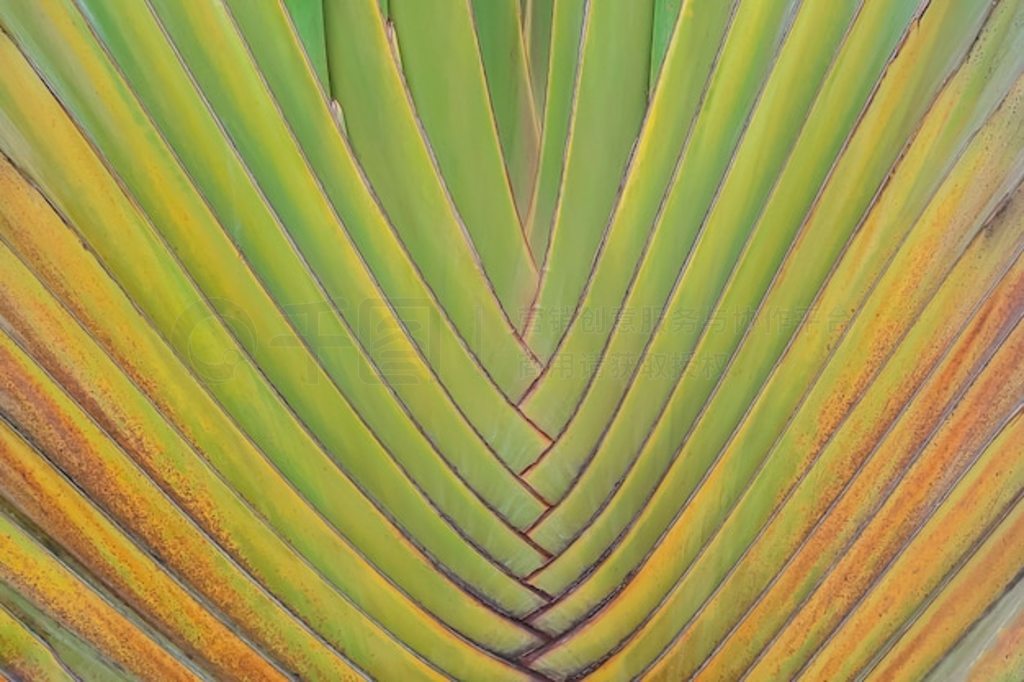  Ravenala madagascariensis Sonn 