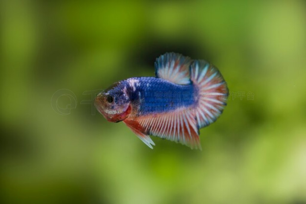  (Betta splendens) 