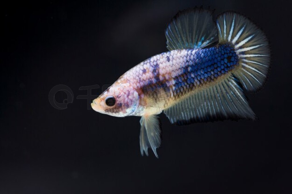  (Betta splendens) 