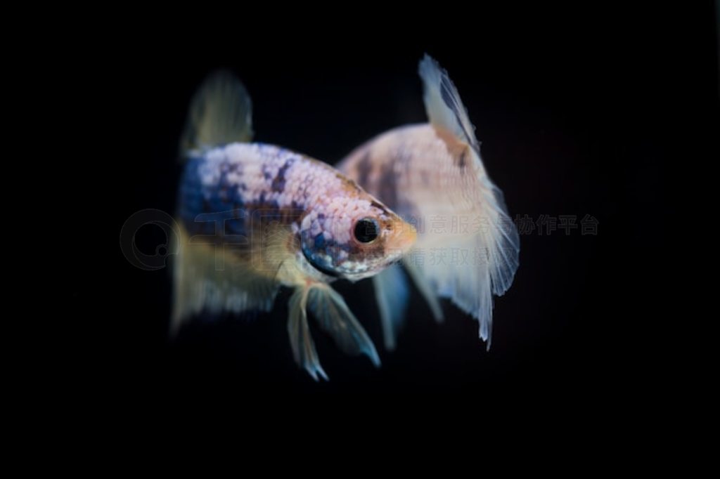  (Betta splendens) 