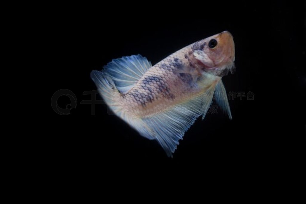  (Betta splendens) 