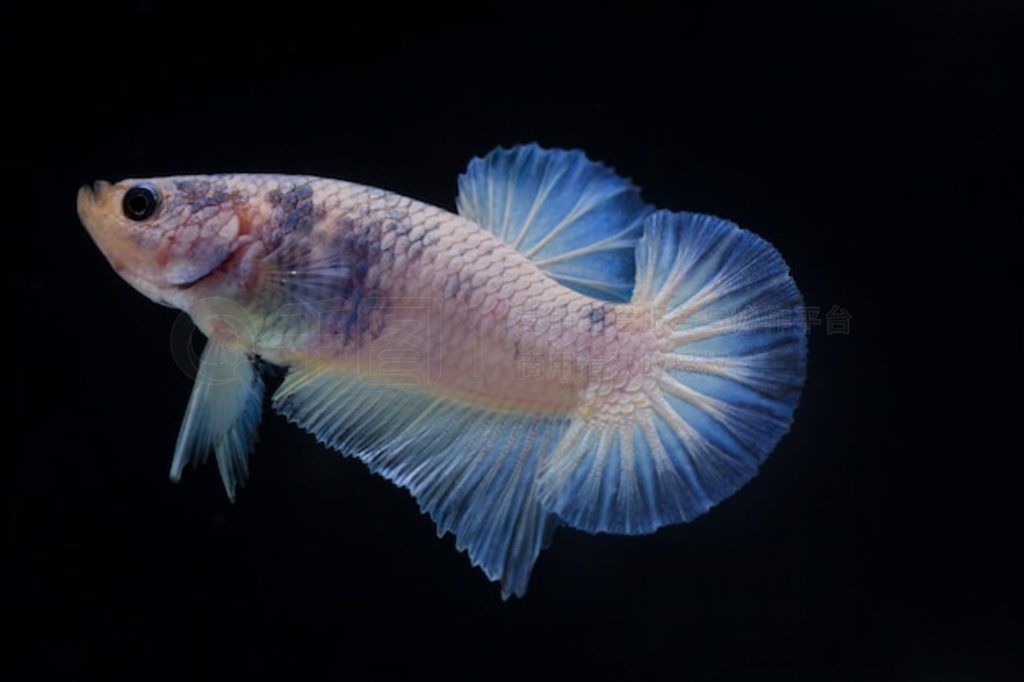  (Betta splendens) 