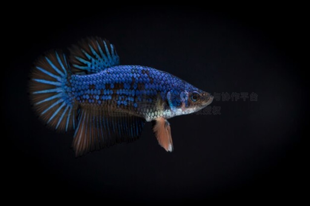  (Betta splendens) 