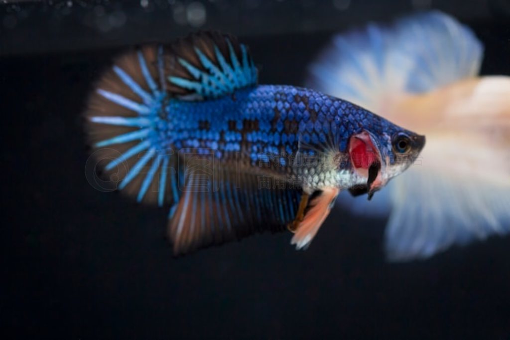  (Betta splendens) 