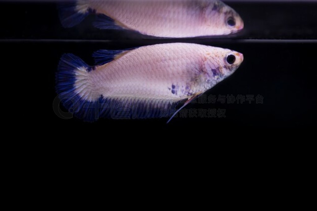  (Betta splendens) 