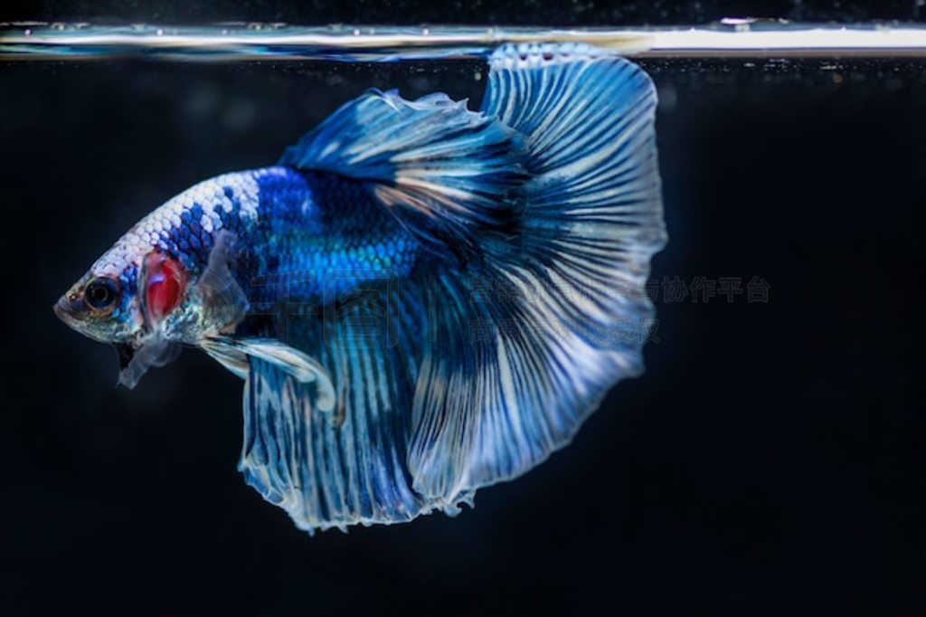  (Betta splendens) 