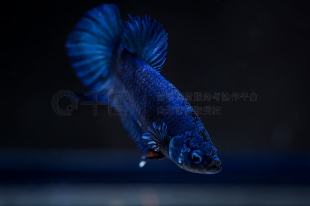  (Betta splendens) 