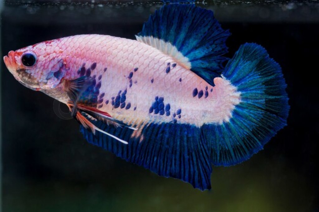  (Betta splendens) 