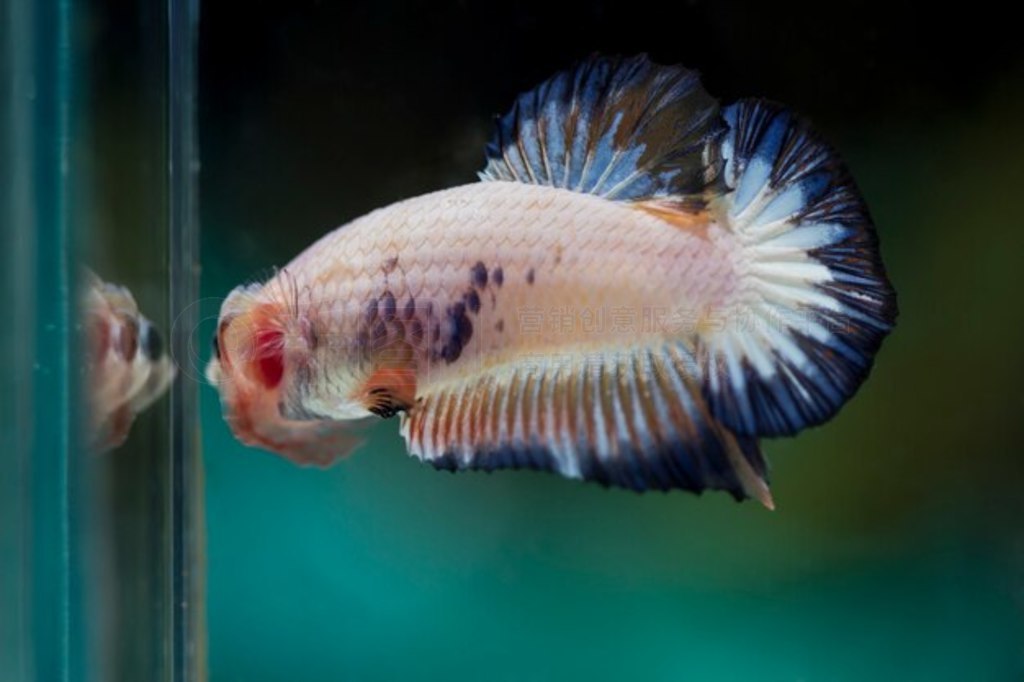  (Betta splendens) 