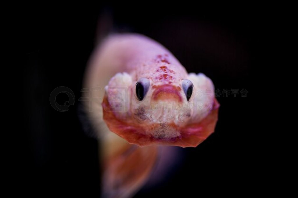  (Betta splendens) 