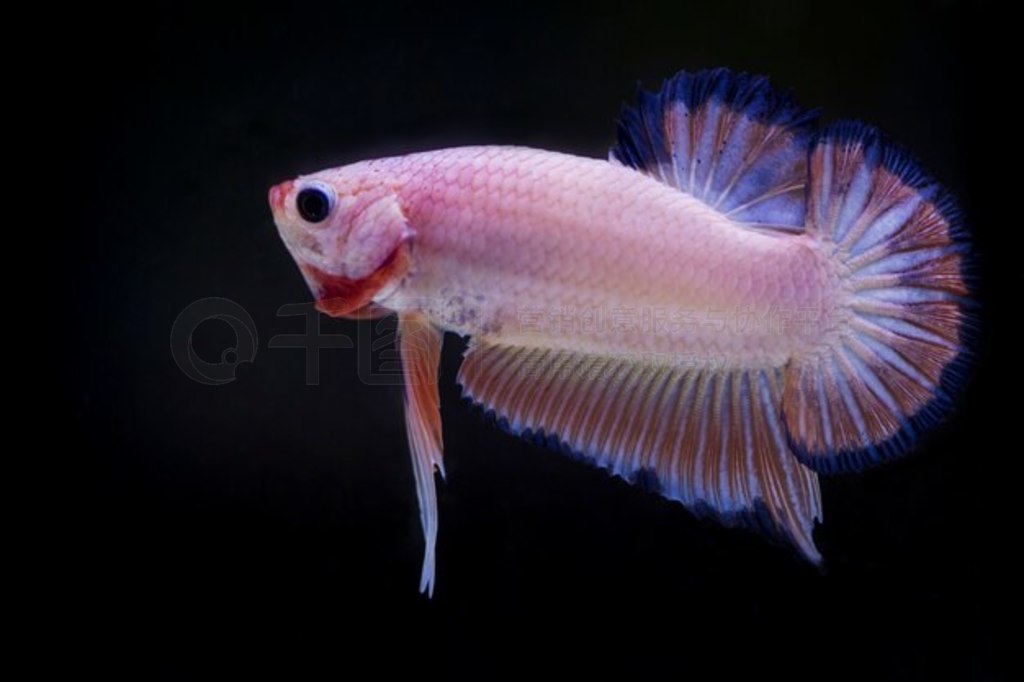  (Betta splendens) 