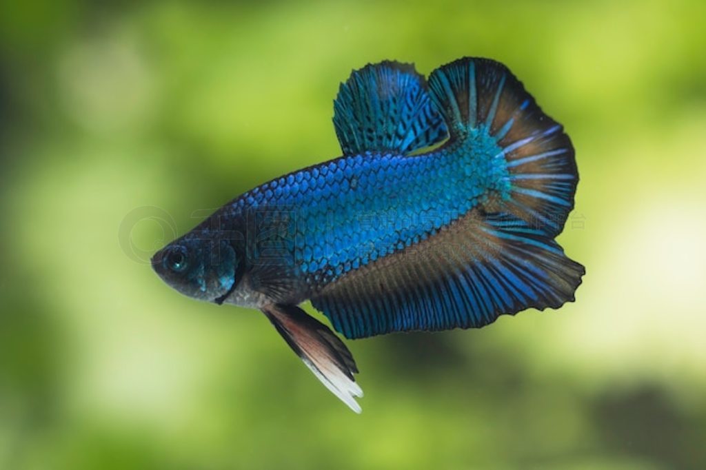  (Betta splendens) 