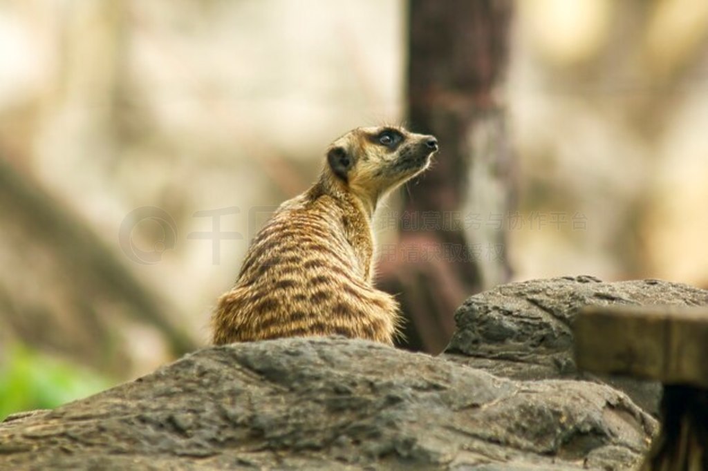 Suricata suricatta Ŷ