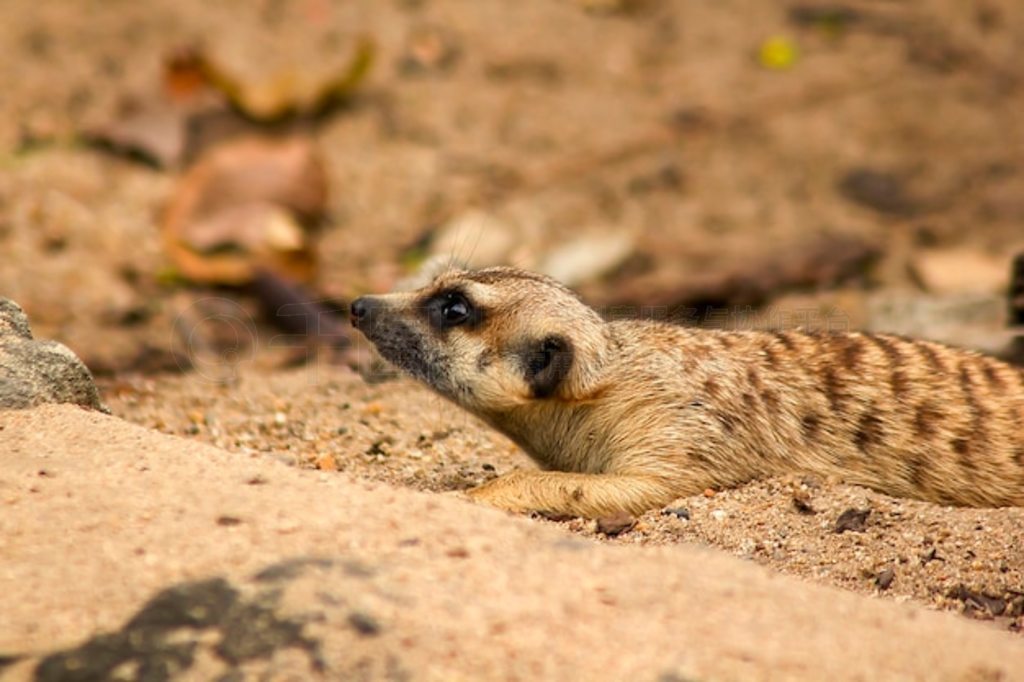 Suricata suricatta Ŷ