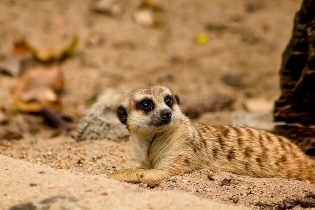 Suricata suricatta Ŷ