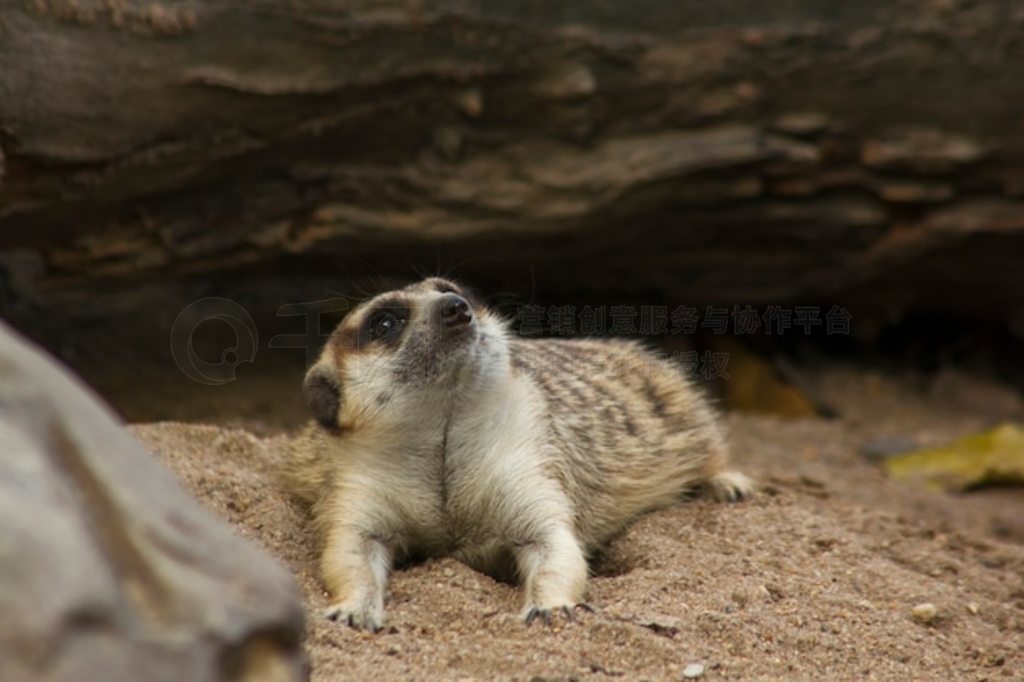 Suricata suricatta Ŷ