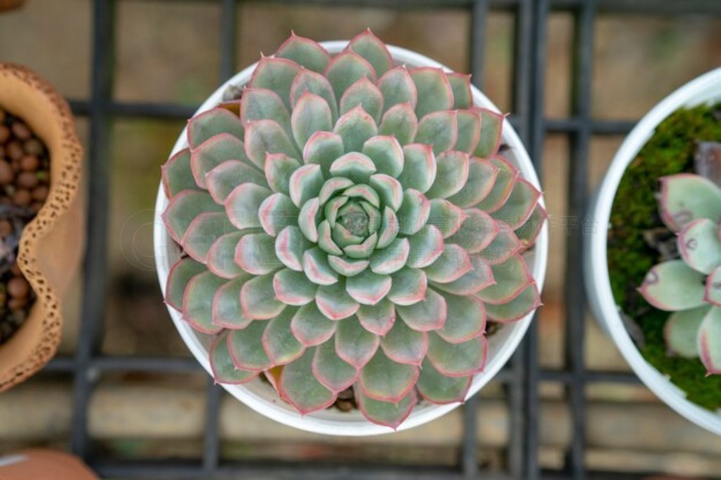 ֲ Echeveria Perle von Nurnberg ֲ