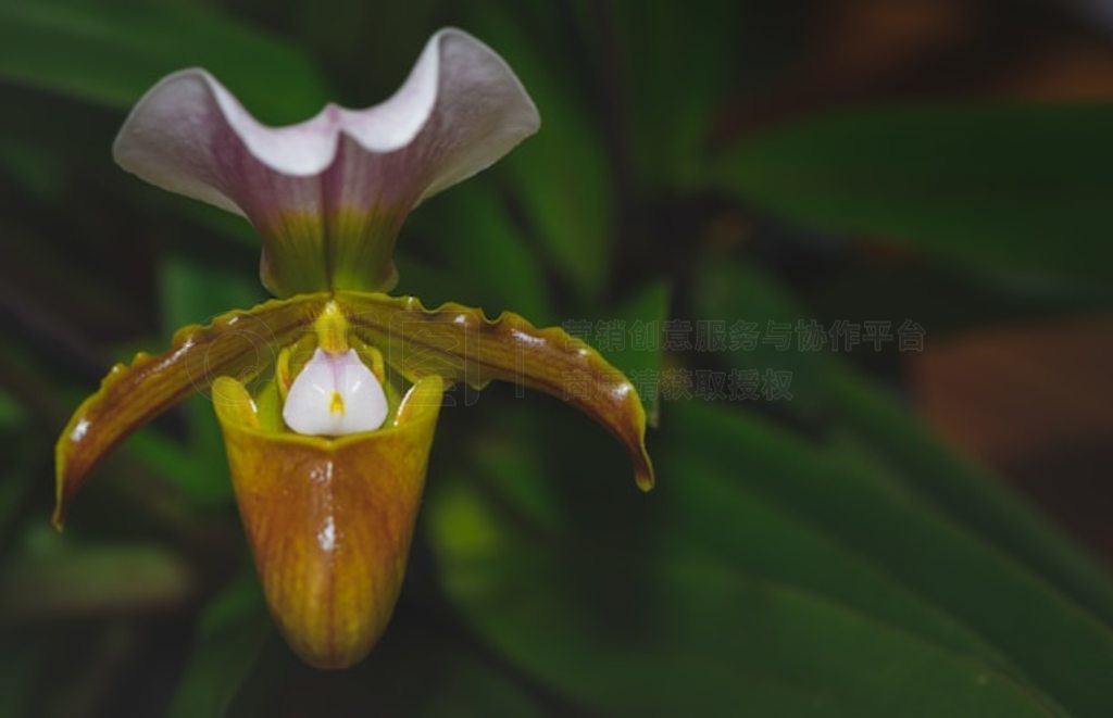 ŮʿЬCypripedioideae Paphiopedilum