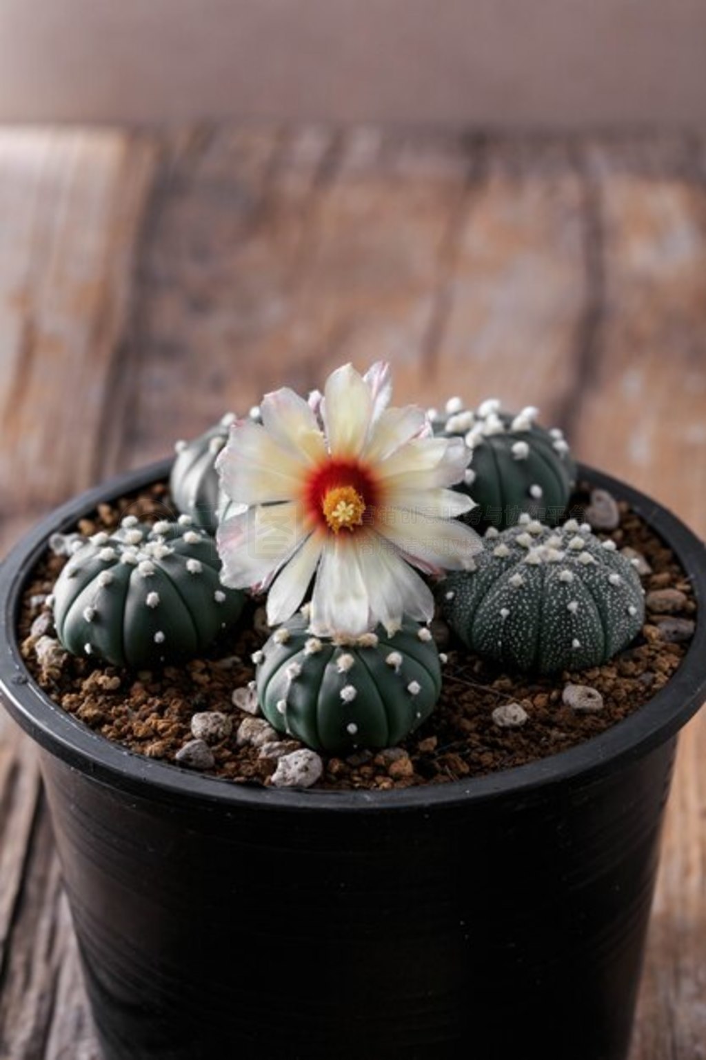 ľϵ astrophytum 