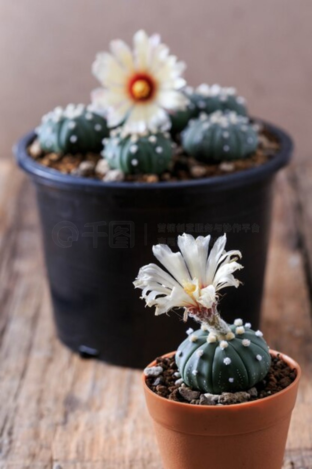 ľϵ astrophytum 