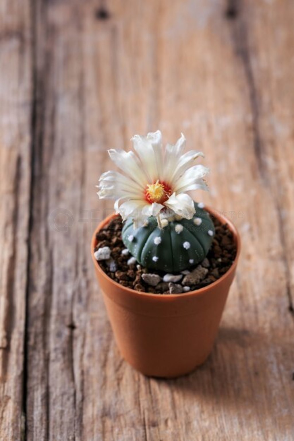 ľϵ astrophytum 