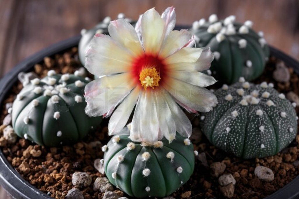 ľϵ astrophytum 