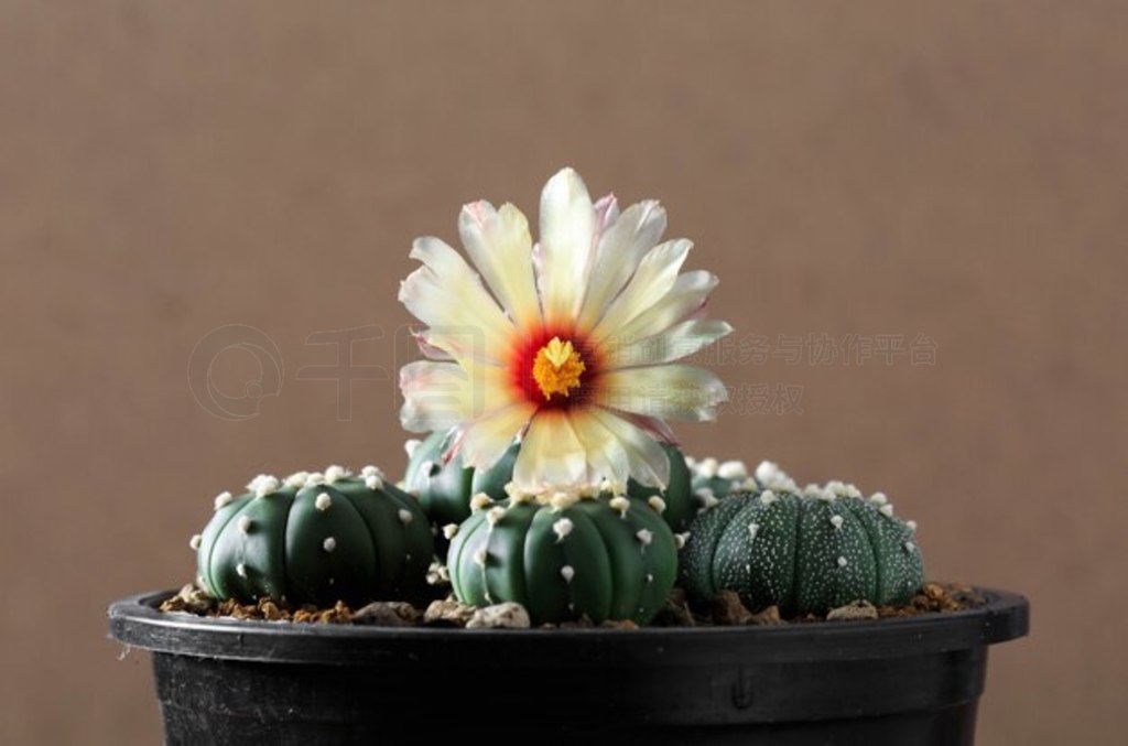 ľϵ astrophytum 