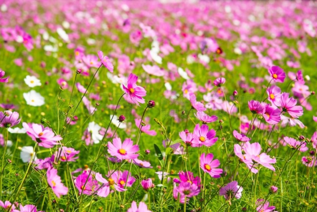 ģĲ˹ (Cosmos Bipinnatus)