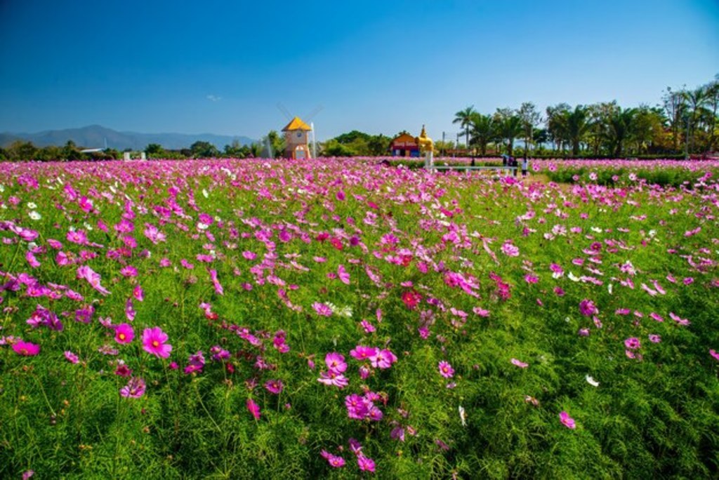 ģĲ˹ (Cosmos Bipinnatus)