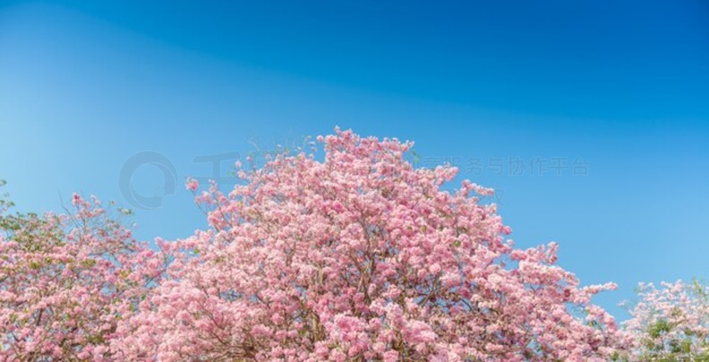 Tabebuia Rosea һ÷ۺɫĻȴ