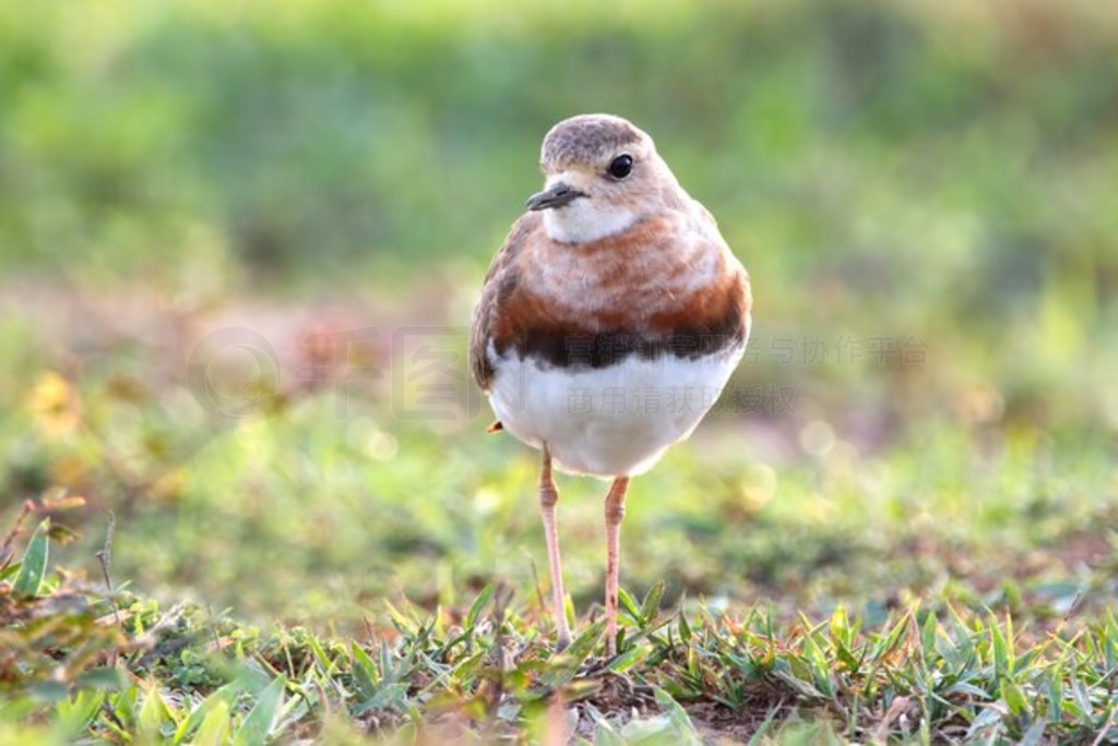 a Charadrius veredus ̩