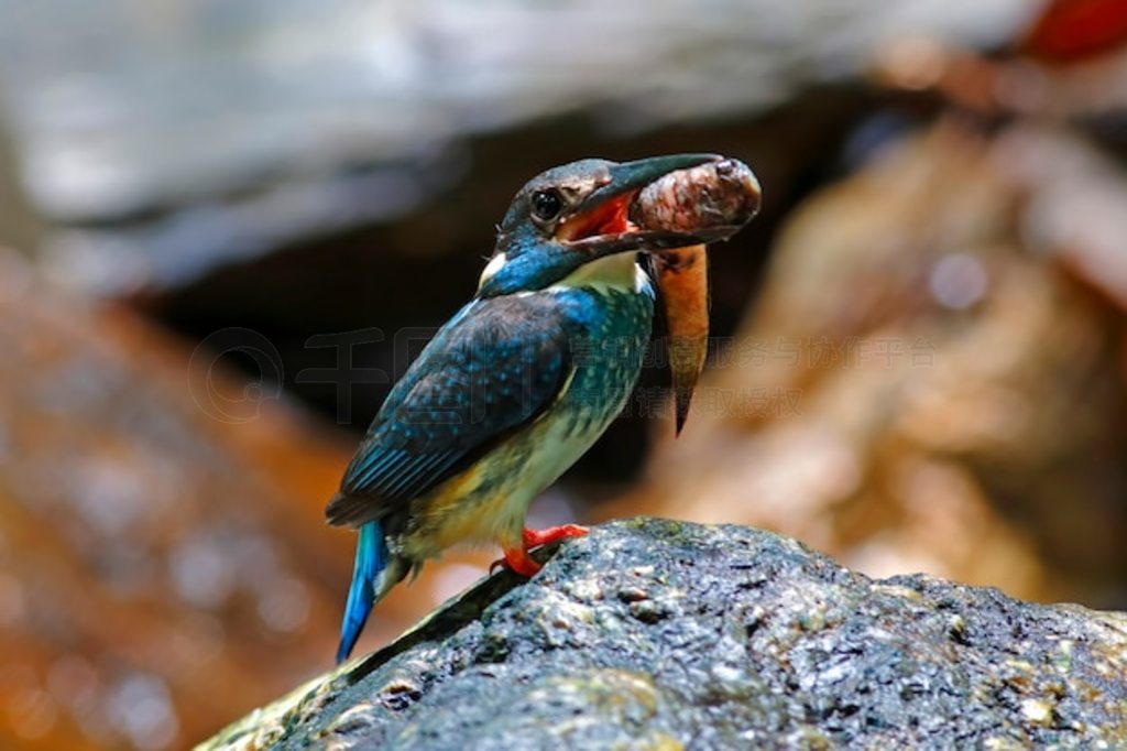  Alcedo euryzona ̩