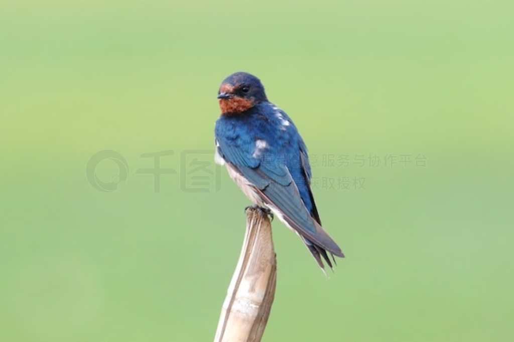  Hirundo rustica ̩