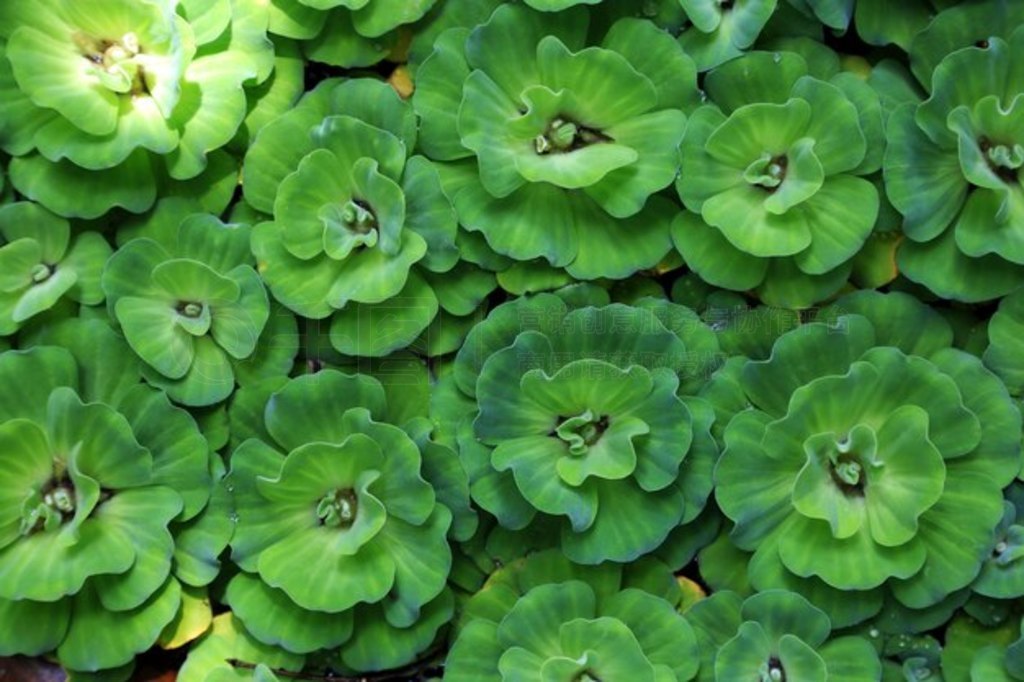 ˮ˱ Pistia stratiotes Linnaeus