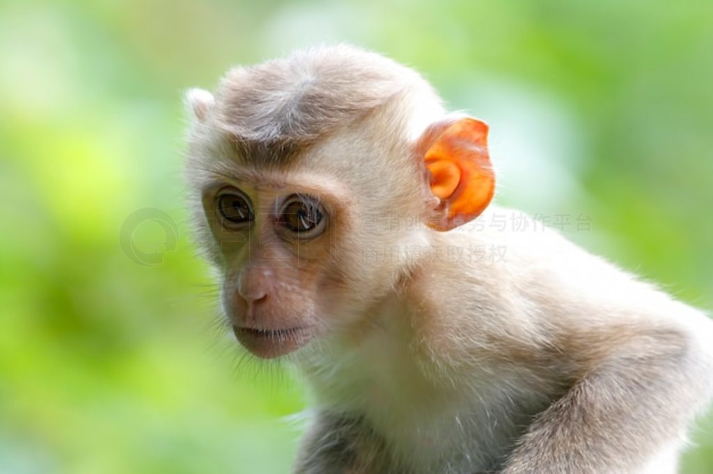 β⨺ ʳз⨺ Macaca fasciulousis