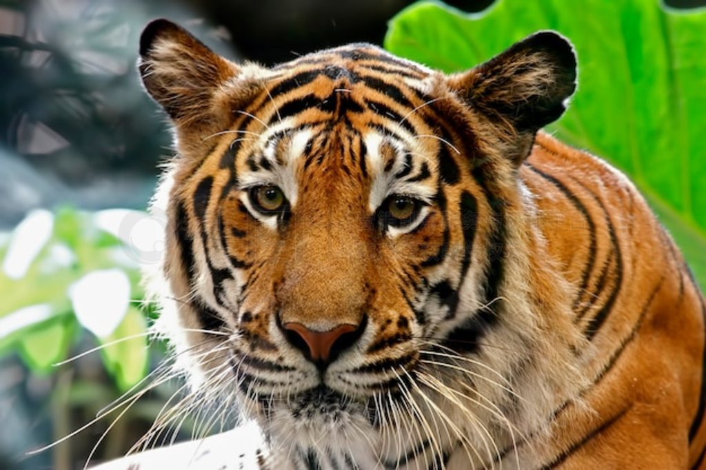 ϻ Panthera tigris 